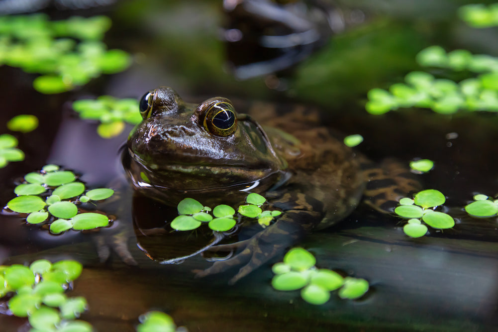 Environmental Impact of Invasive Species