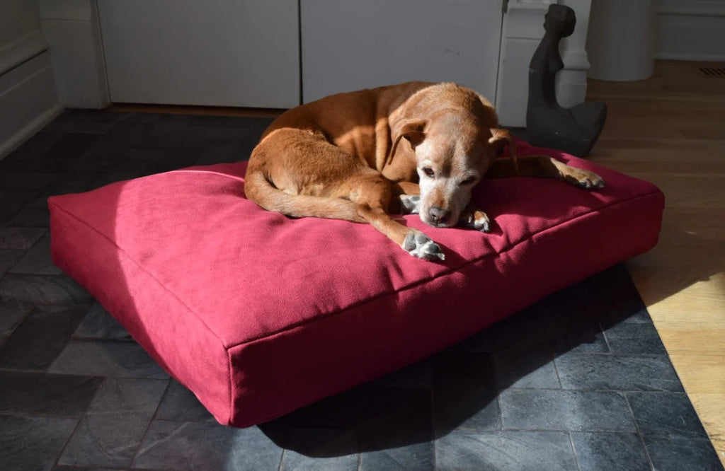 For the Love of Dogs and the Environment: BeanProducts' Dedication to Eco-Friendly Dog Beds and their Impact