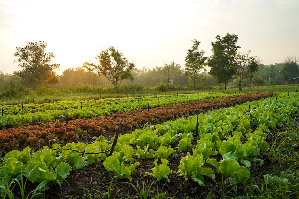 Organic and Sustainable: The Earthbound Farm Commitment