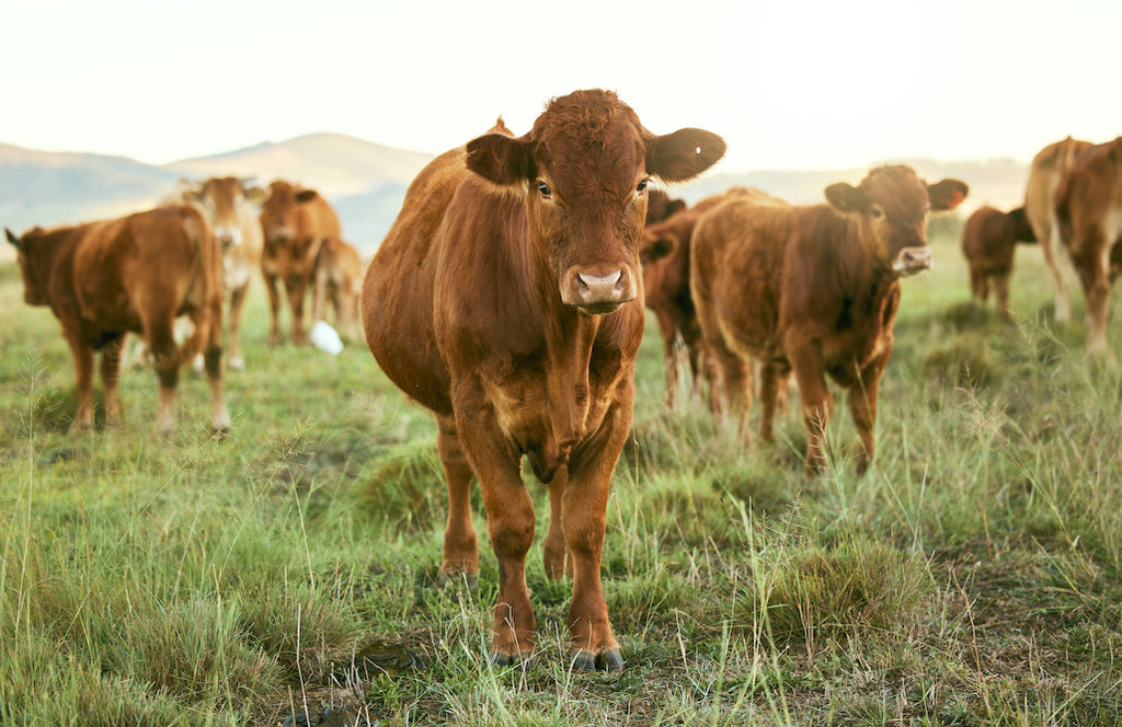 The Urgency of Addressing the Environmental Impact of Meat Production