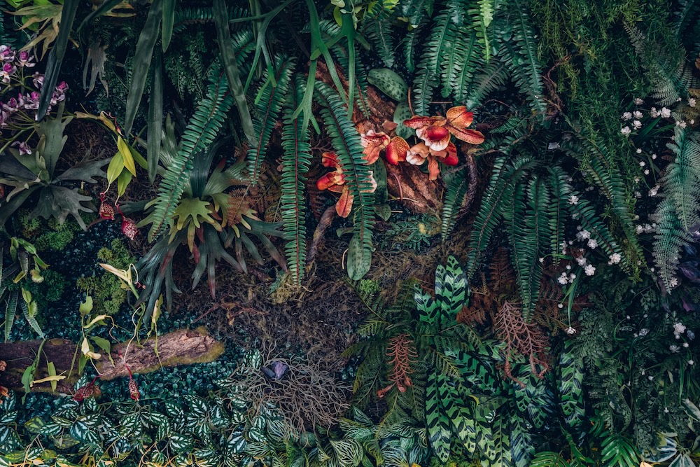 Different plant species living together