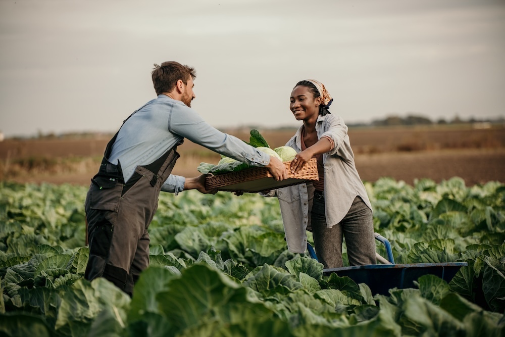 Farmers harvesting sustainable agriculture