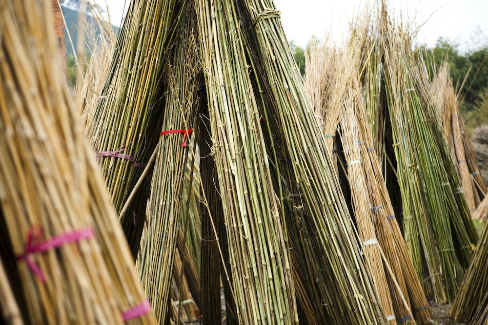 Bamboo bundles tied and leaning on each other