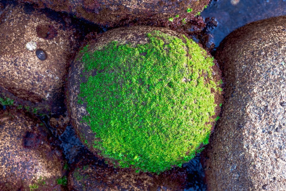 Rock with growing algae moss on top