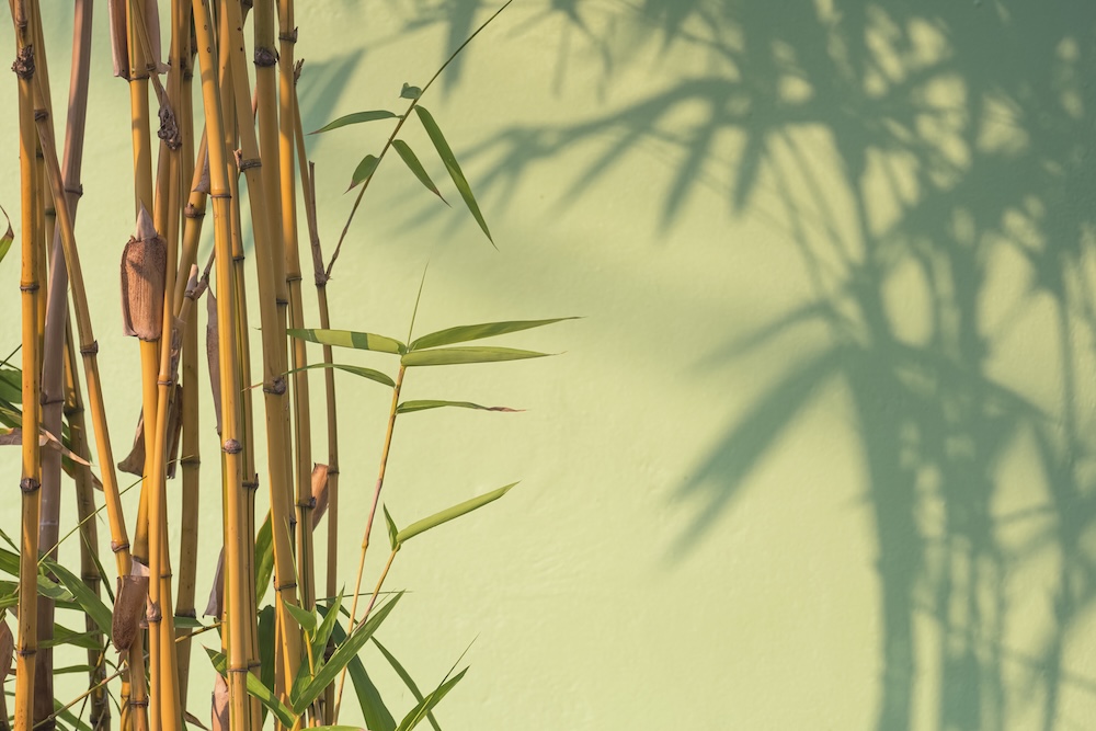 Bamboo with bamboo shadow on a light green wall
