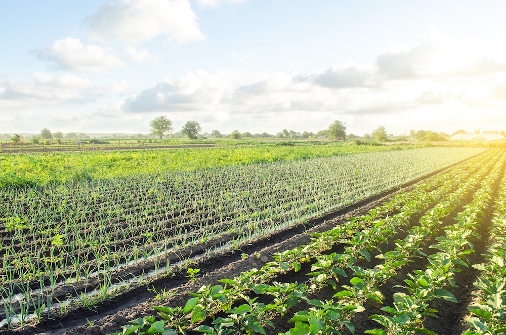 Healthy sustainable fields on a farm