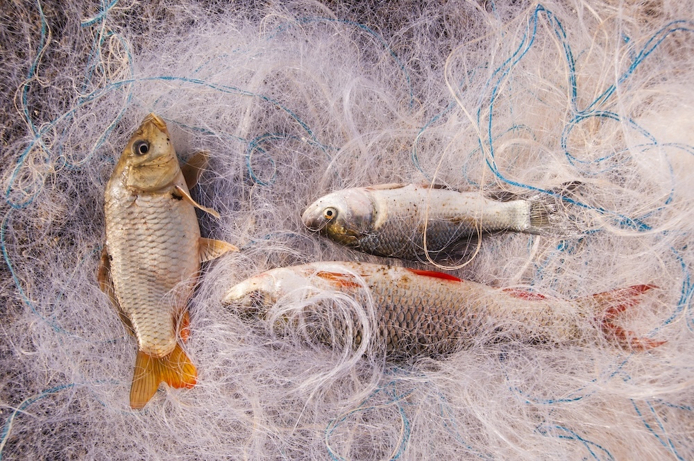freshwater fish caught in finishing nets