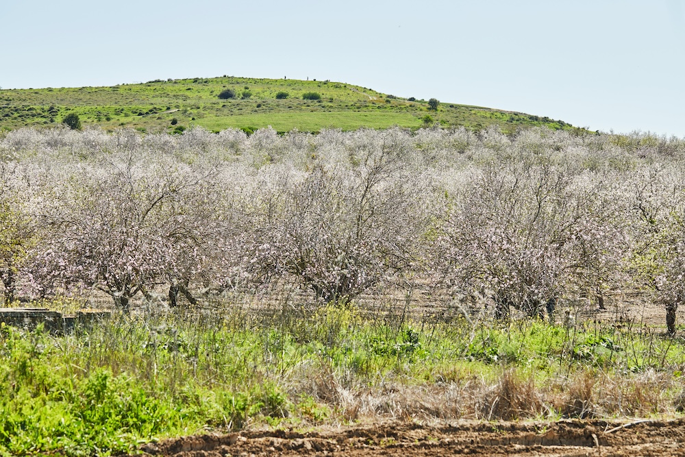 Flowering almond tree farm in bloom