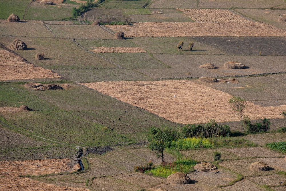 Rice harvest farm dried out