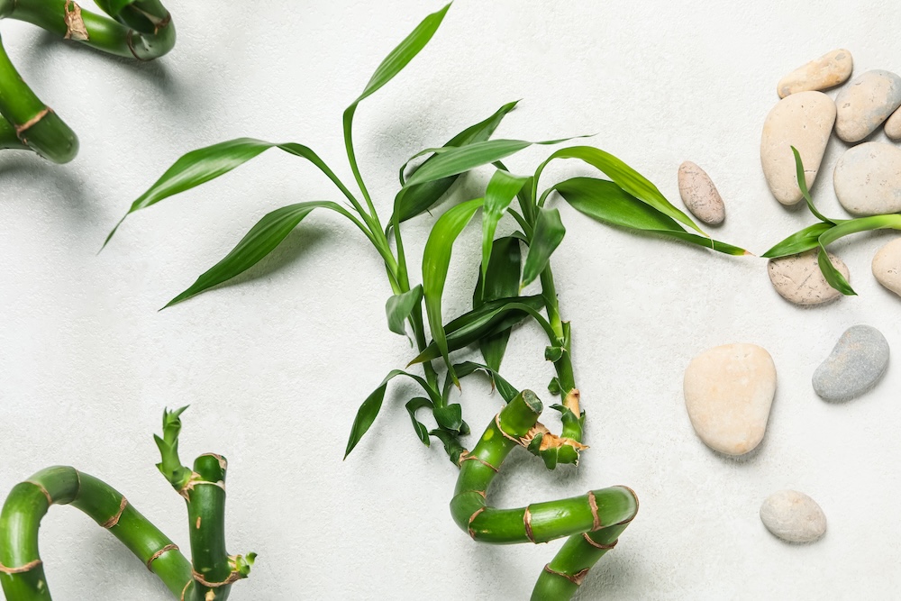 lucky bamboo plant