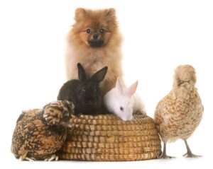 group of animals promoting cruelty-free