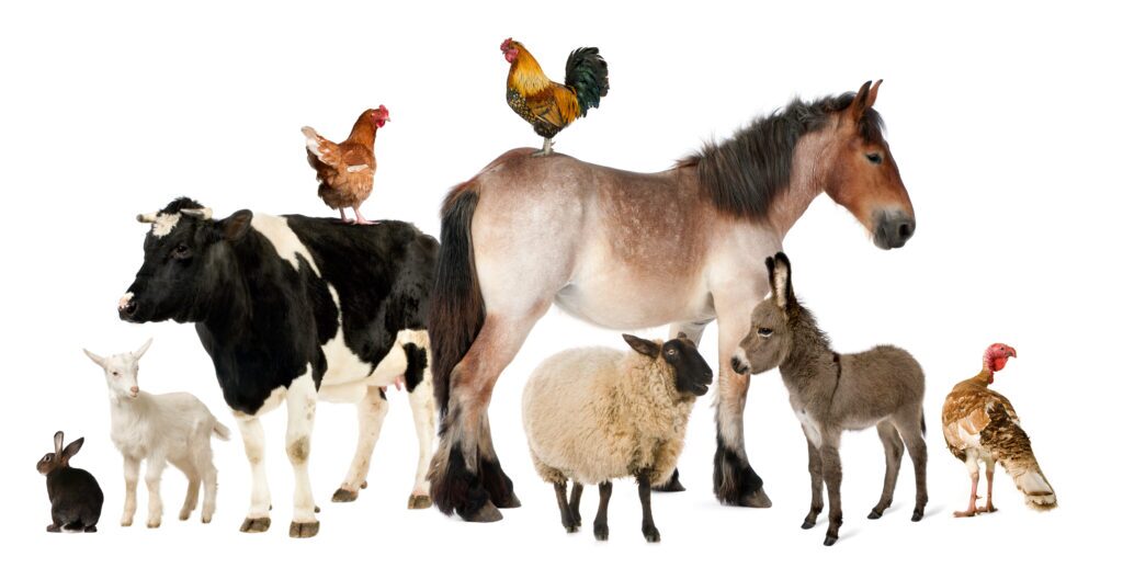 farm animals that often are tested on