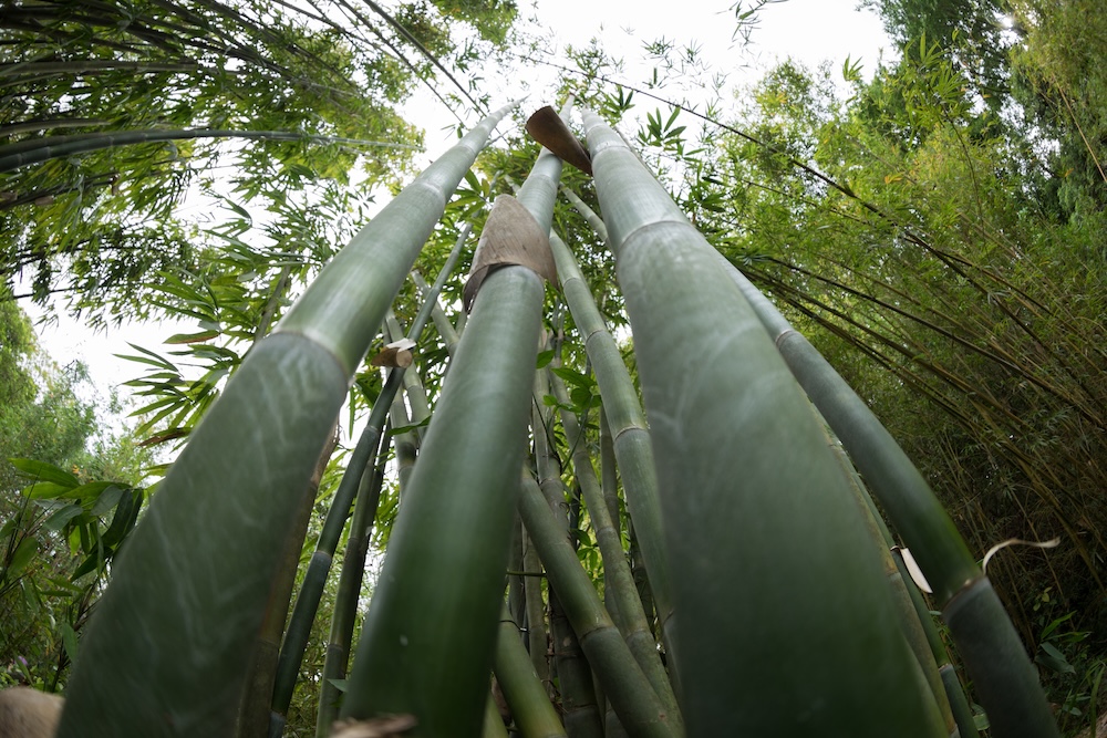 bamboo growing wild