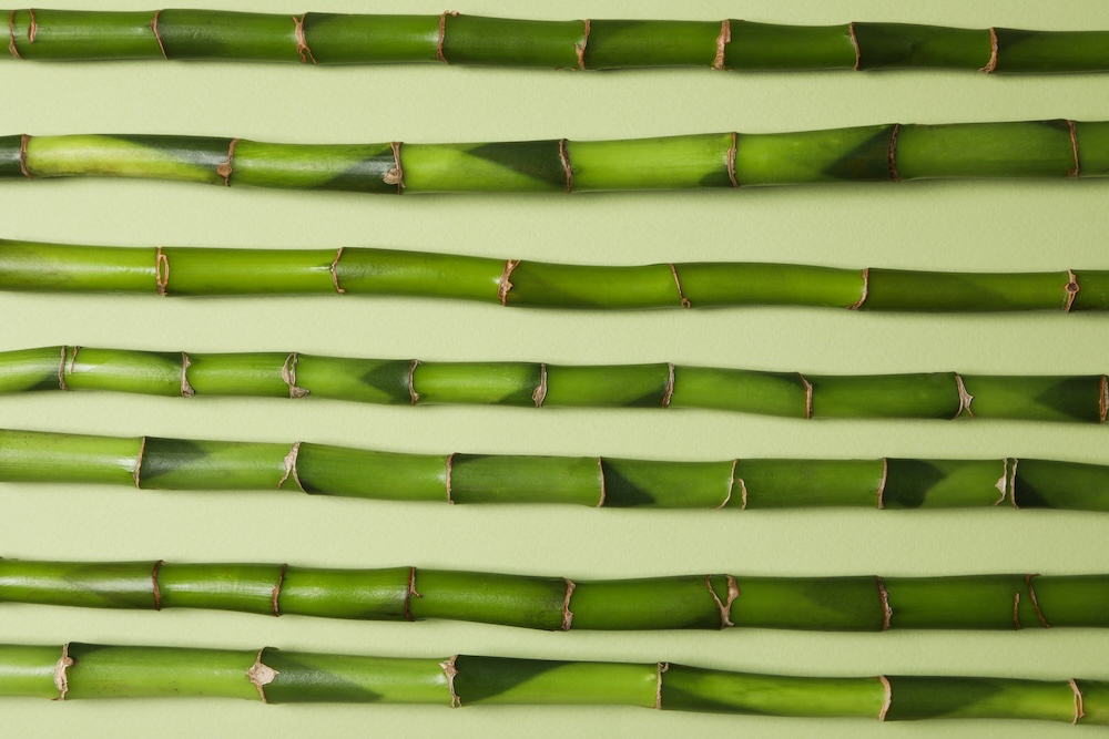 cut bamboo ready to use on a green background