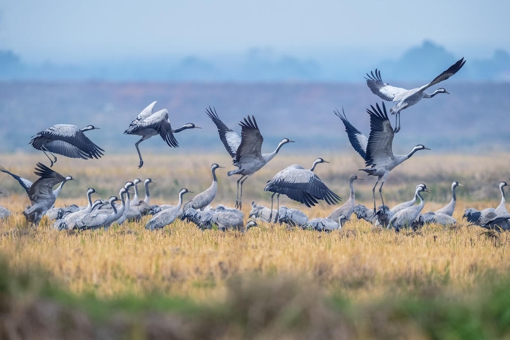 flock of birds taking off to migrate for the winter