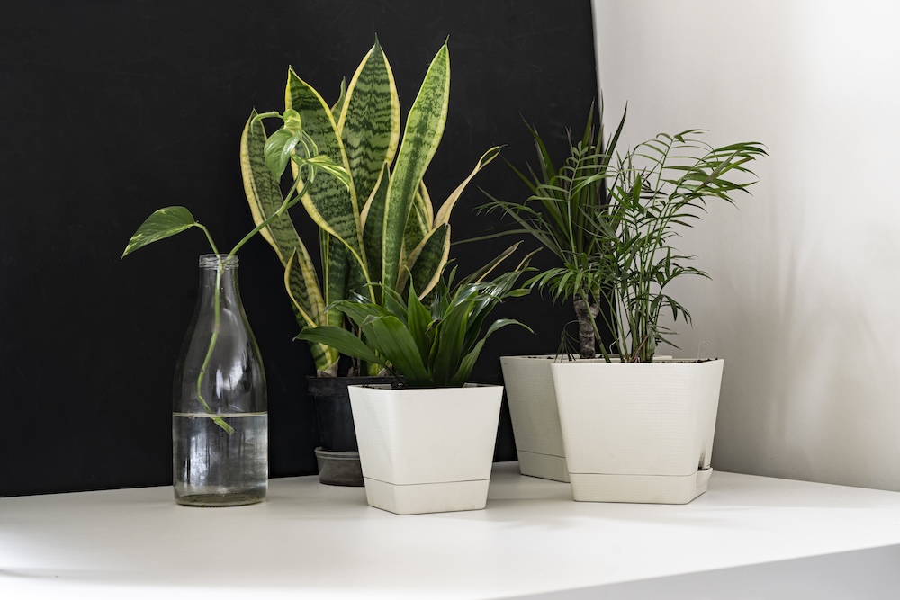 growing plants in pots to clean indoor air pollutants