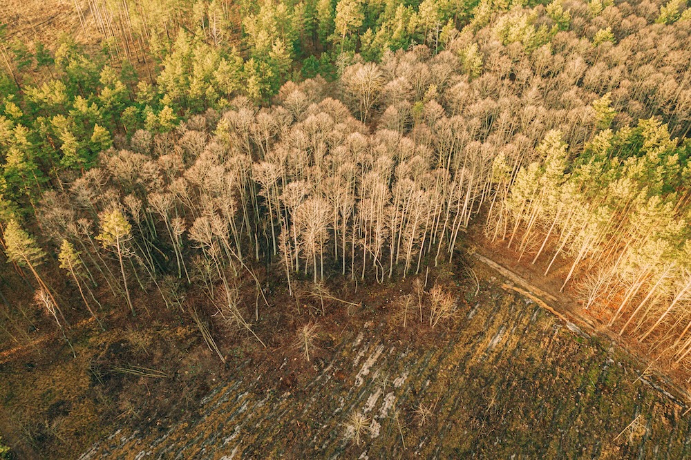 forest regrowing after deforestation