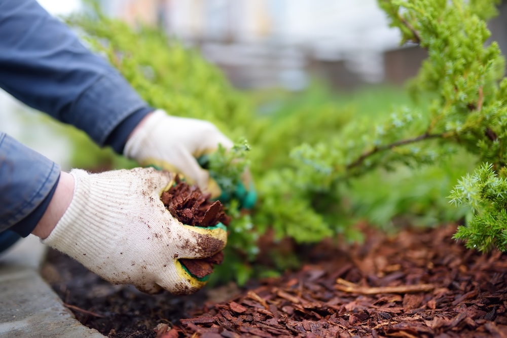 person with gloves laying down mulch around a bush