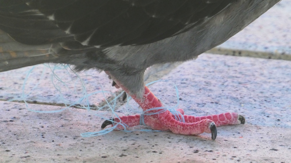 sea bird with plastic tangled around his leg