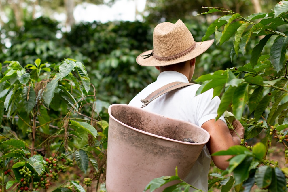farmer carrying basket filled with coffee beans