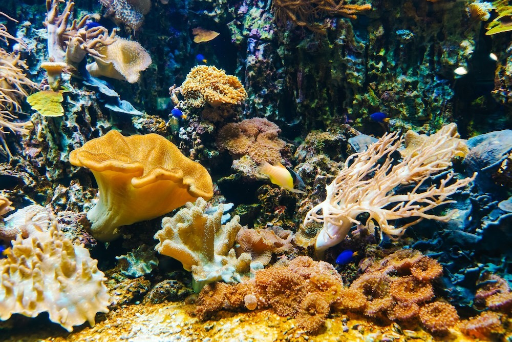 coral reef underwater with swimming fish
