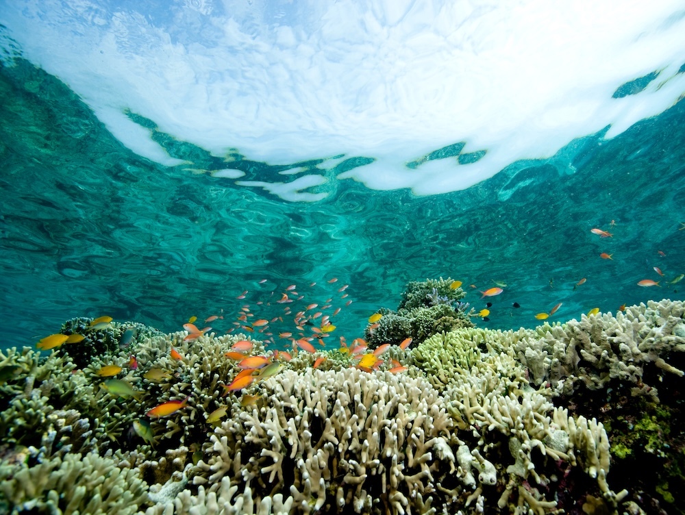coral reefs under the sea with fish swimming nearby