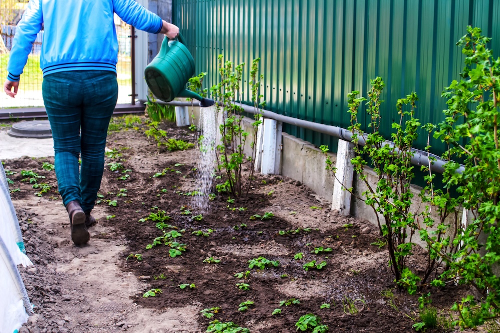 woman watering vegetables with recycled water
