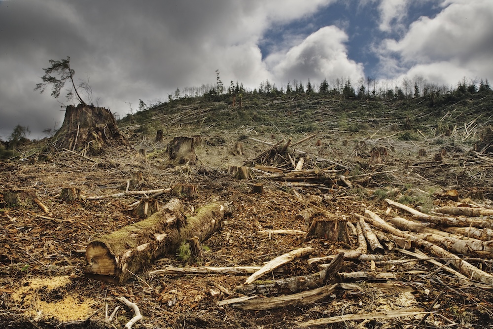 trees cut down and environment destroyed by deforestation