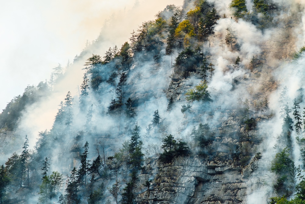 wild forest fire with smoking trees on a mountain