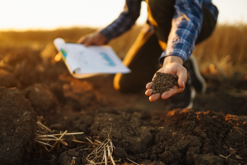 person checking the health of soil