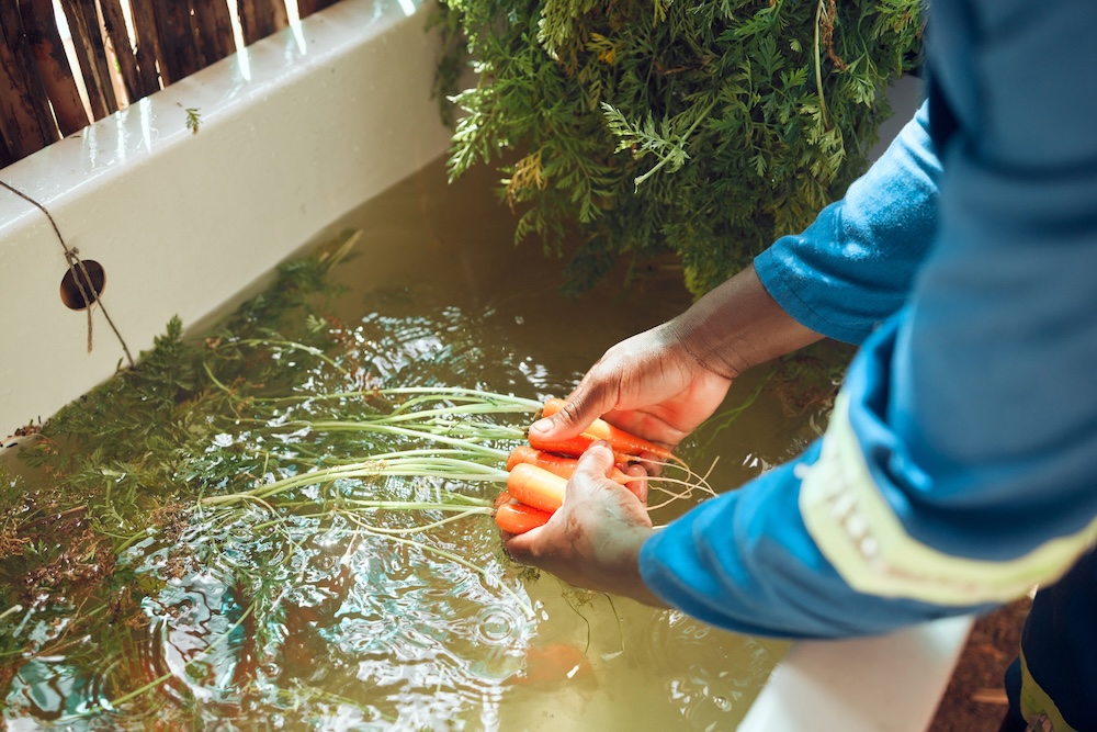 washing vegetables in a sink