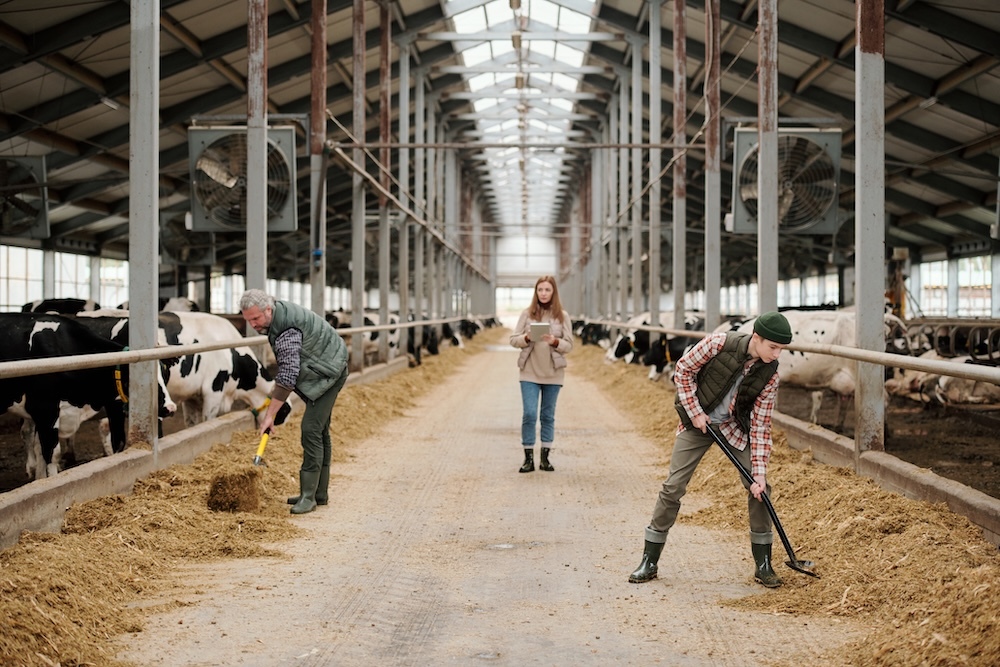 workers shoveling hay in a large cattle farm barn