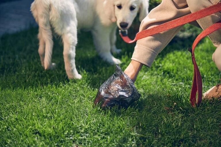 person picking up dog poop with a black bag