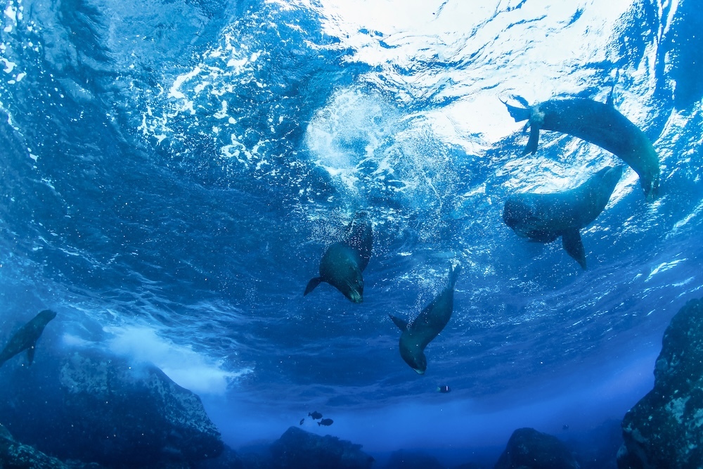 fue seals swimming in the ocean