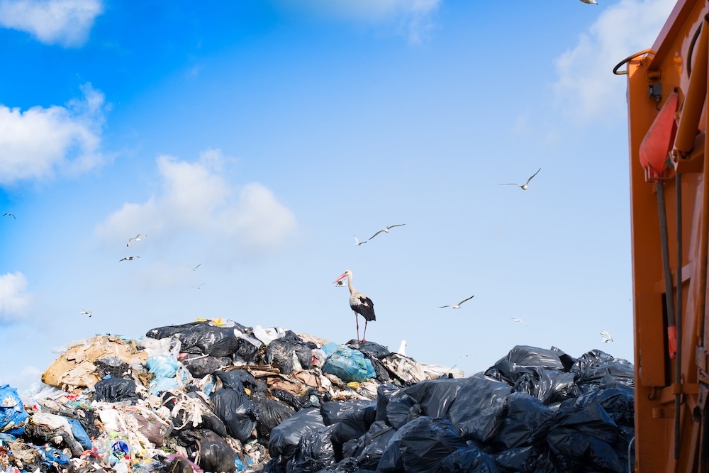 bird standing on top of a big pile of garbage at the landfill