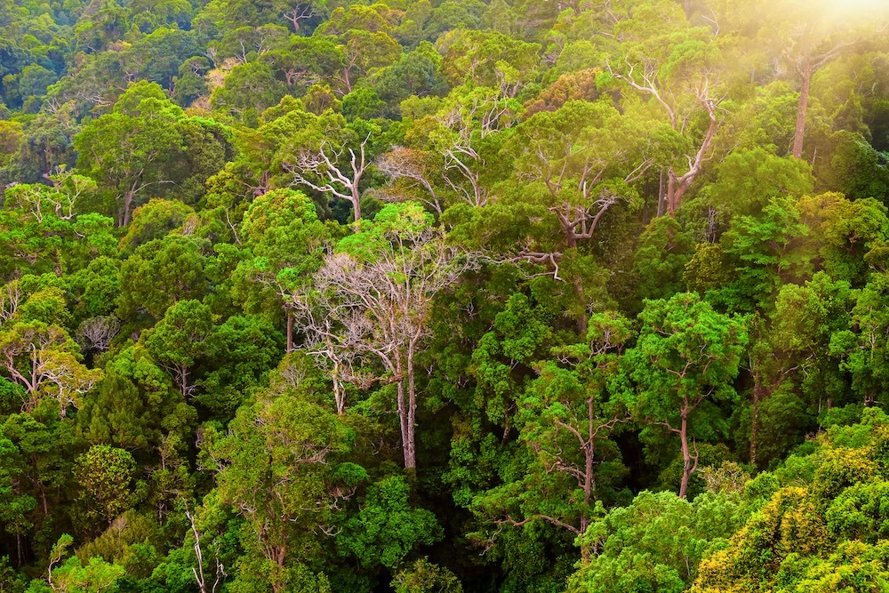 green mountain forest with flourishing ecosystems