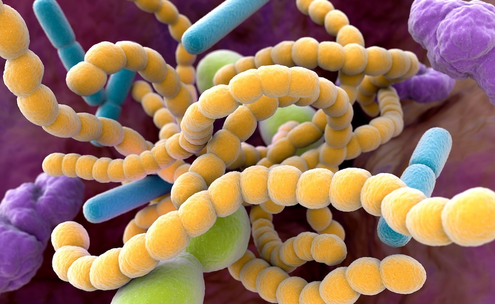 bacterial up close and Microbiota up close