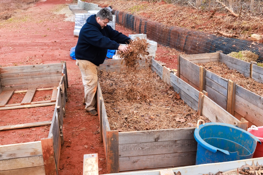 man putting in compostable dry leaves in raised garden bed