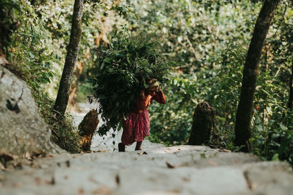 Indigenous woman carrying hay through a forest