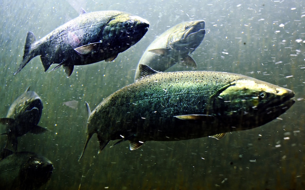 salmon fish swimming together underwater