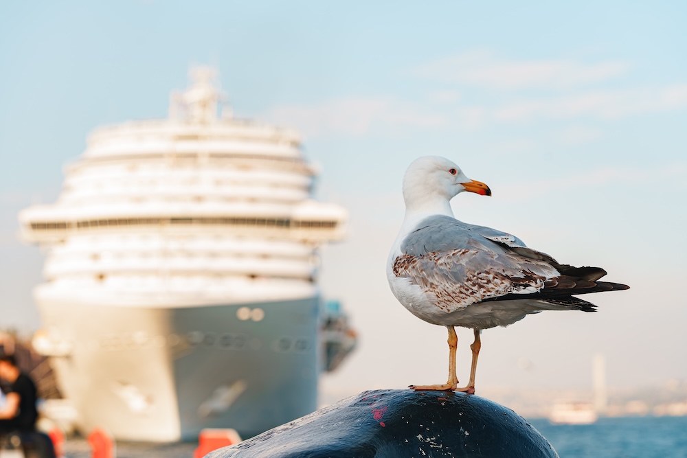 bird standing in front of a wasteful cruise ship