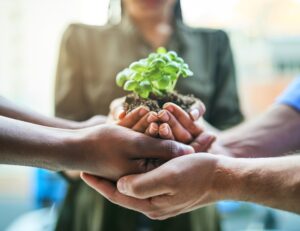 multiple people with hands holding a small plant keeping it safe