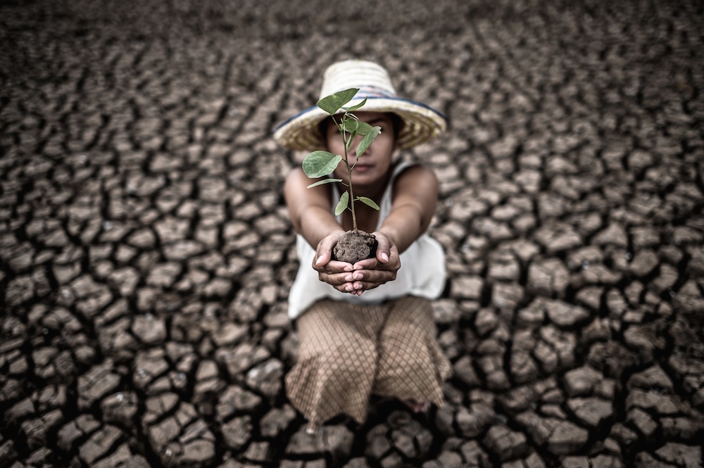 woman holding plant seedlings in the dry cracked desert