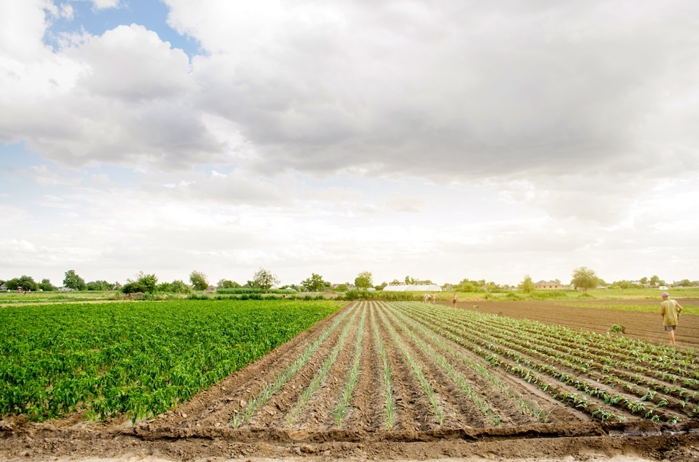field with planted seeds in long rows
