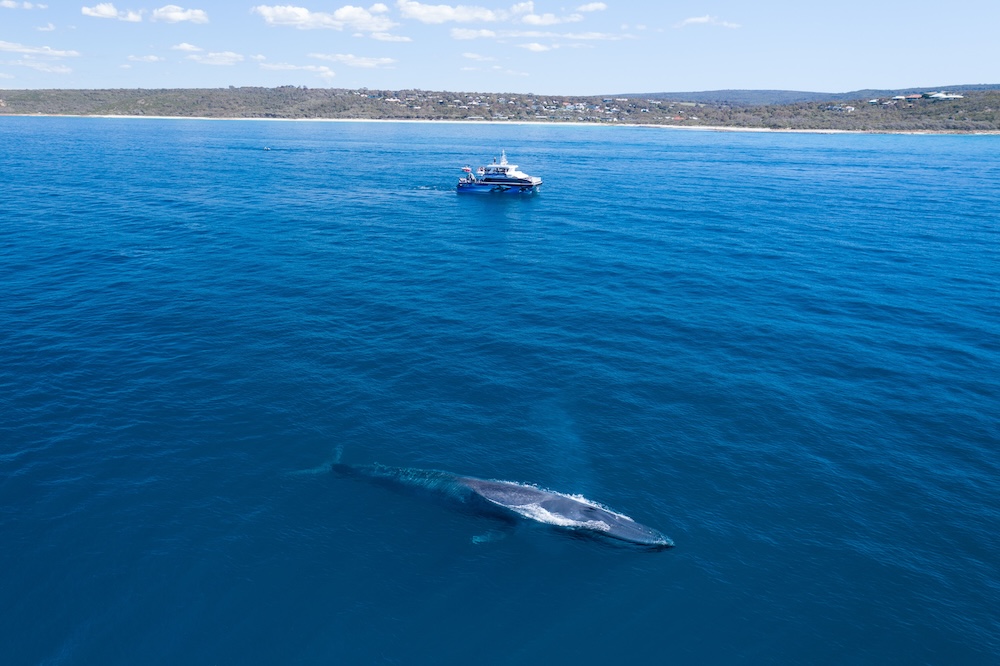 blue whale in ocean with a boat in the distance