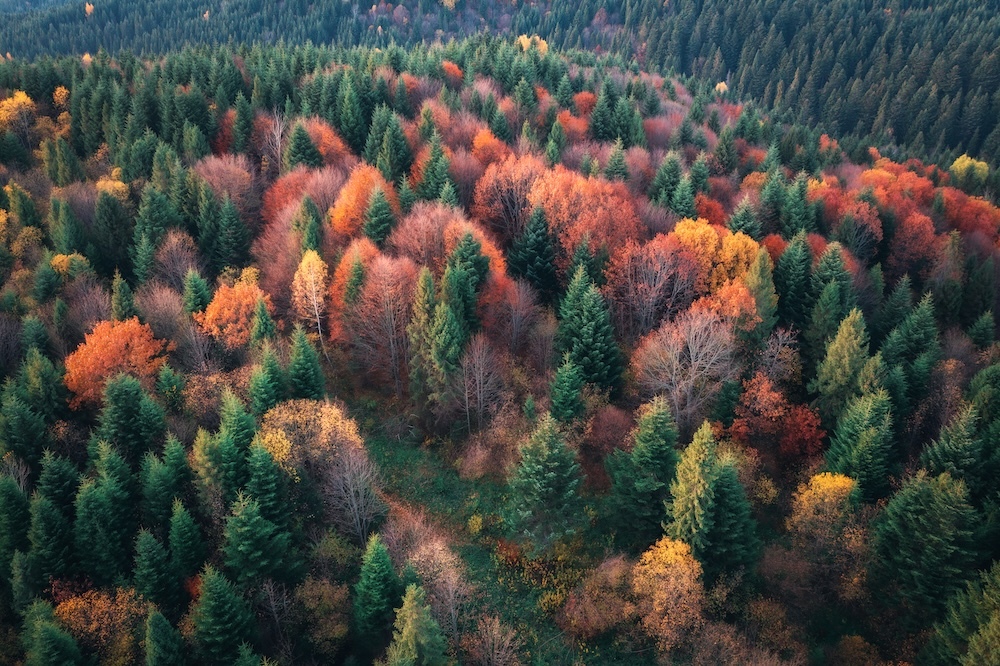 forest full of colorful and different trees