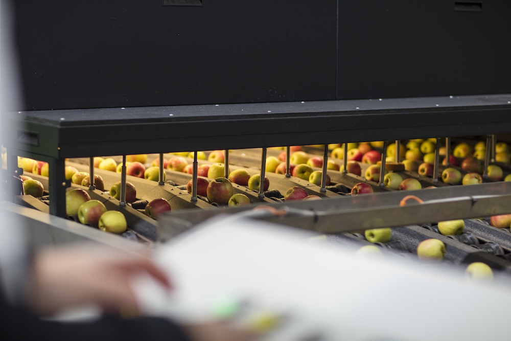 apples going through a machine
