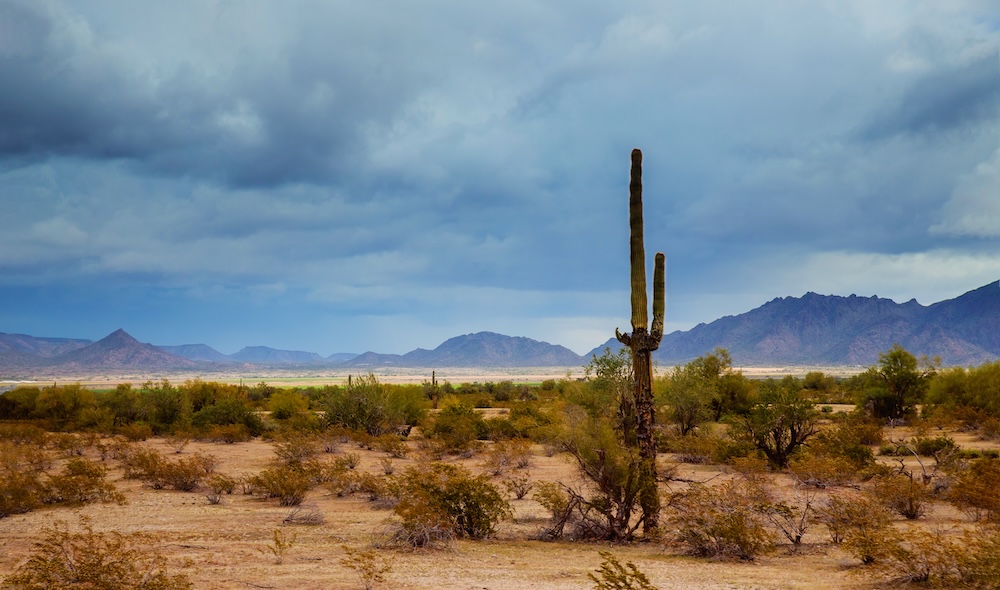 Arizona landscape with cactus and blue sky
