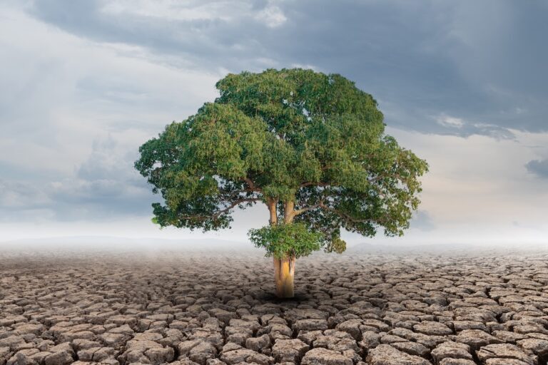 big tree growing out of cracked dry soil