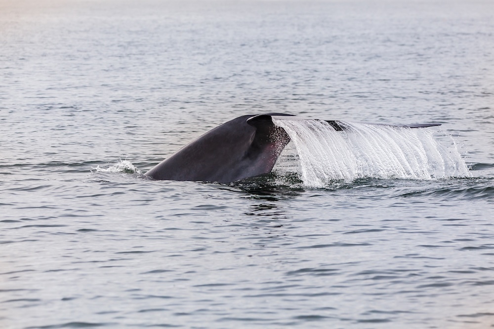 whale tail in the ocean